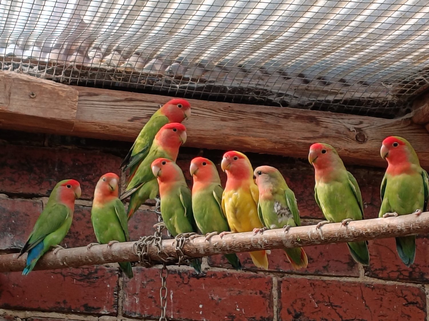 Beautiful, mischievous outdoor bred Lovebirds for sale in {LOCATION}