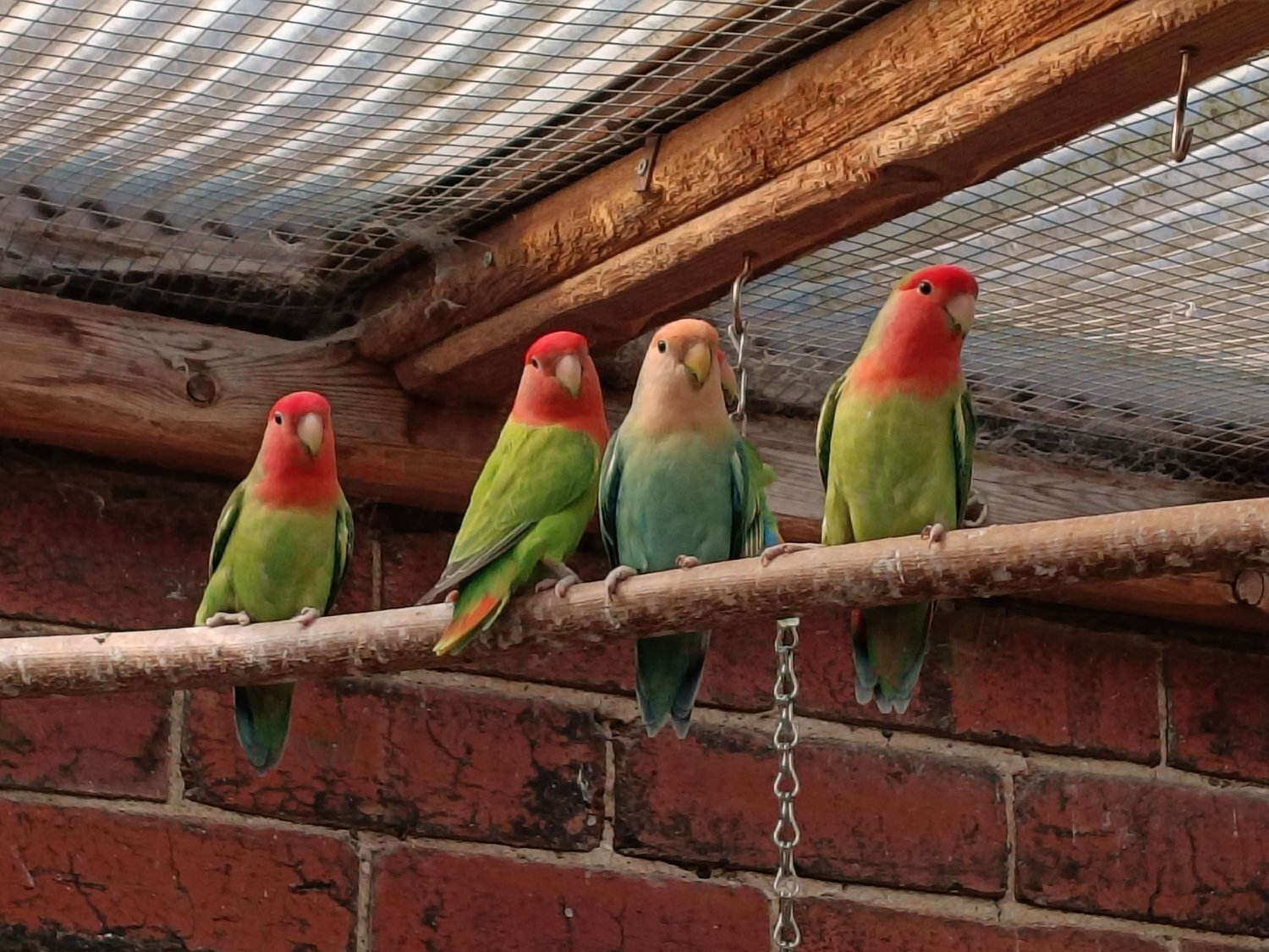 Lovebirds
