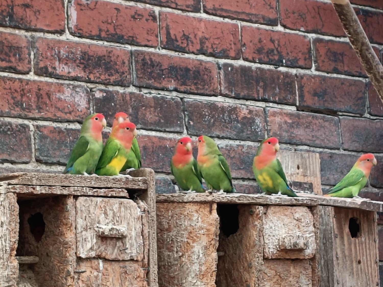 Lovebirds - {TYPE}