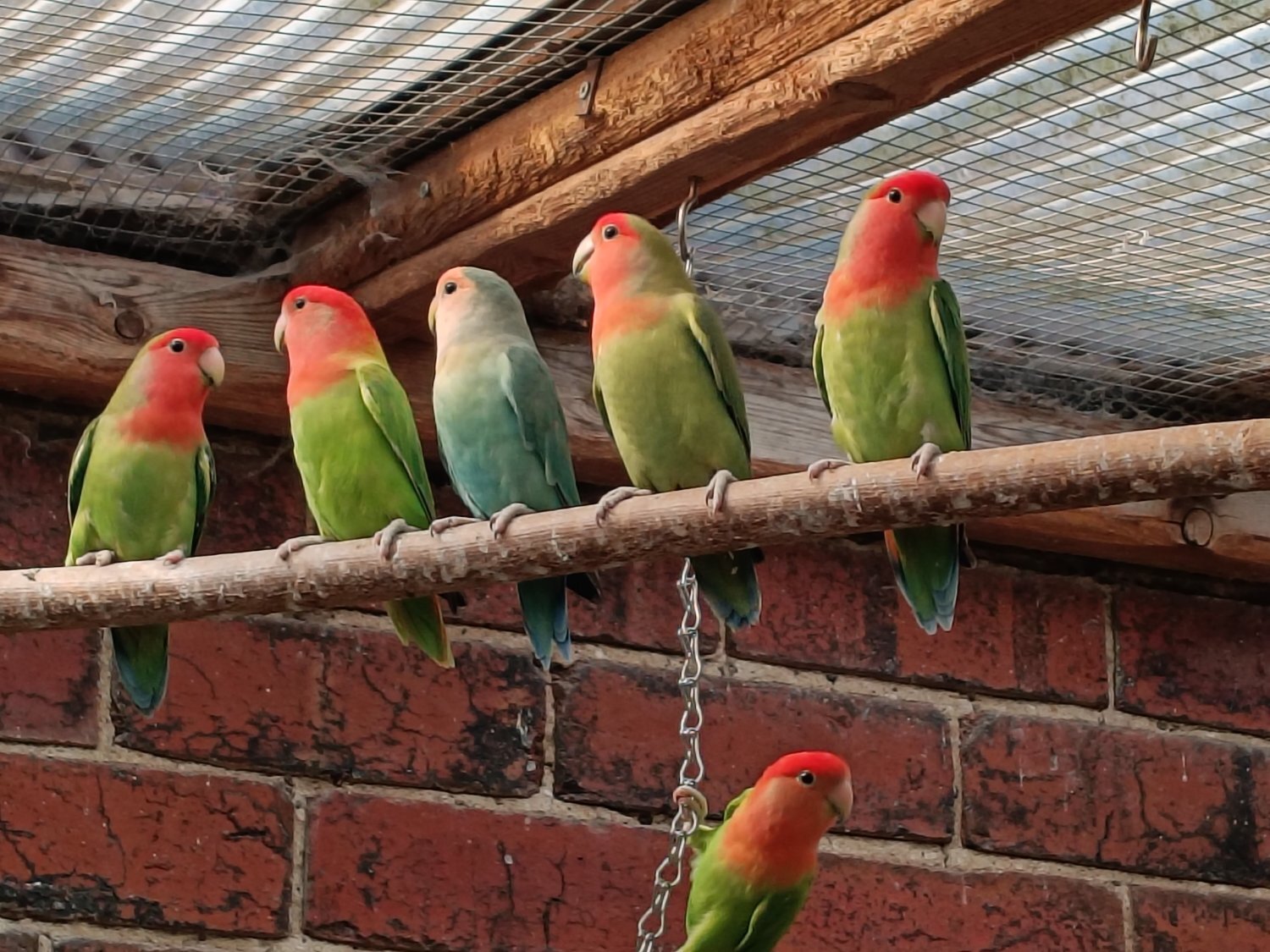 Lovebirds - Beautiful, mischievous outdoor bred Lovebirds for sale
