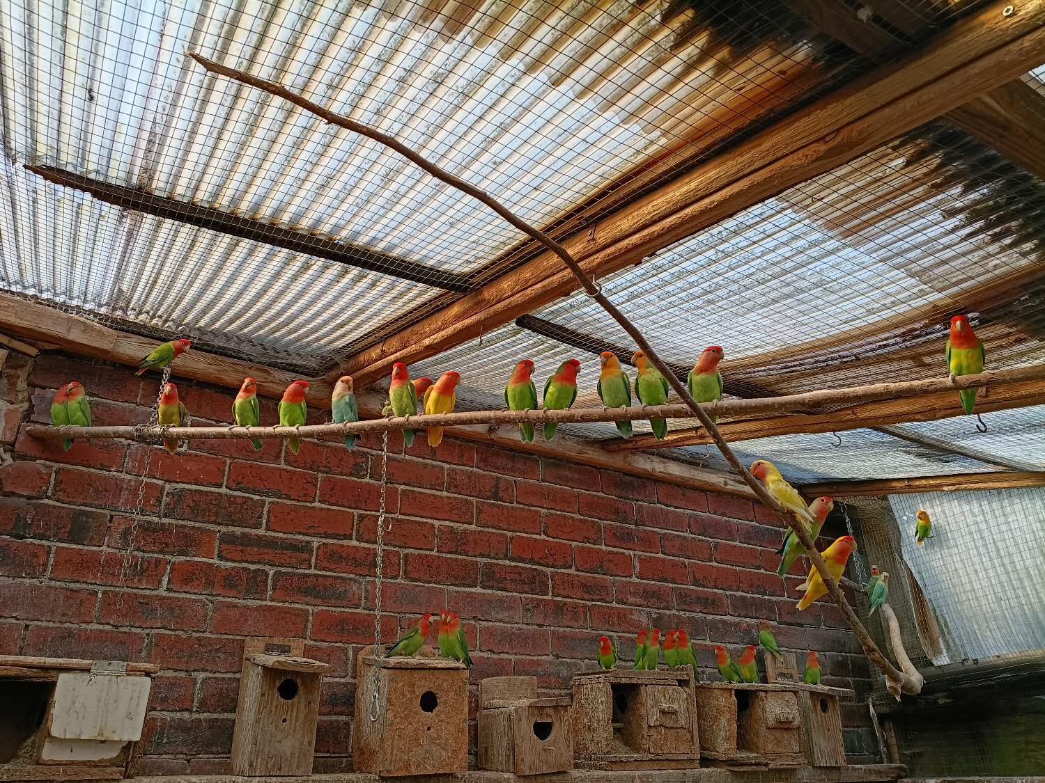 Beautiful, mischievous outdoor bred Lovebirds for sale - Lovebirds