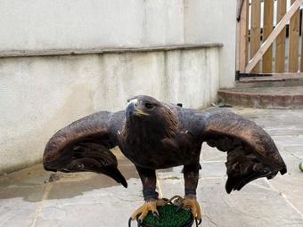 Golden eagle - female 