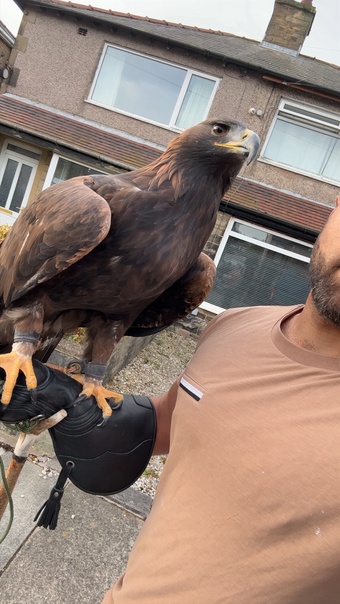 Golden eagle - female 
