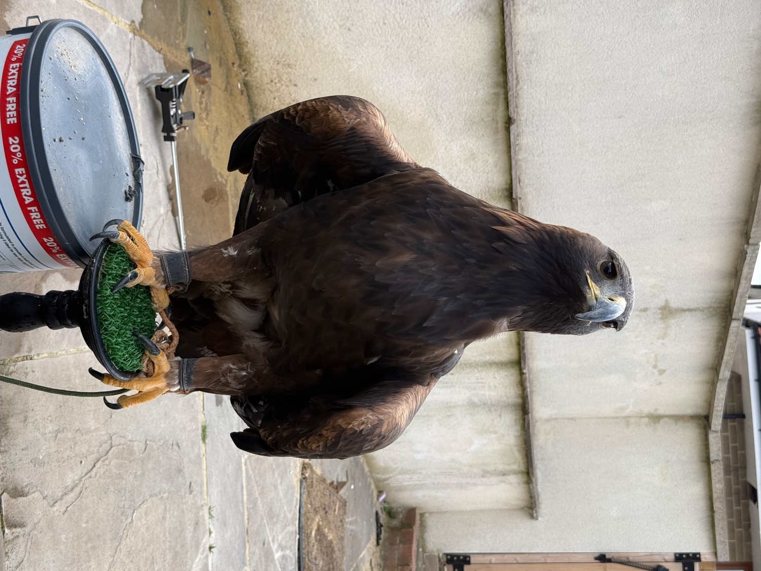 Eagles