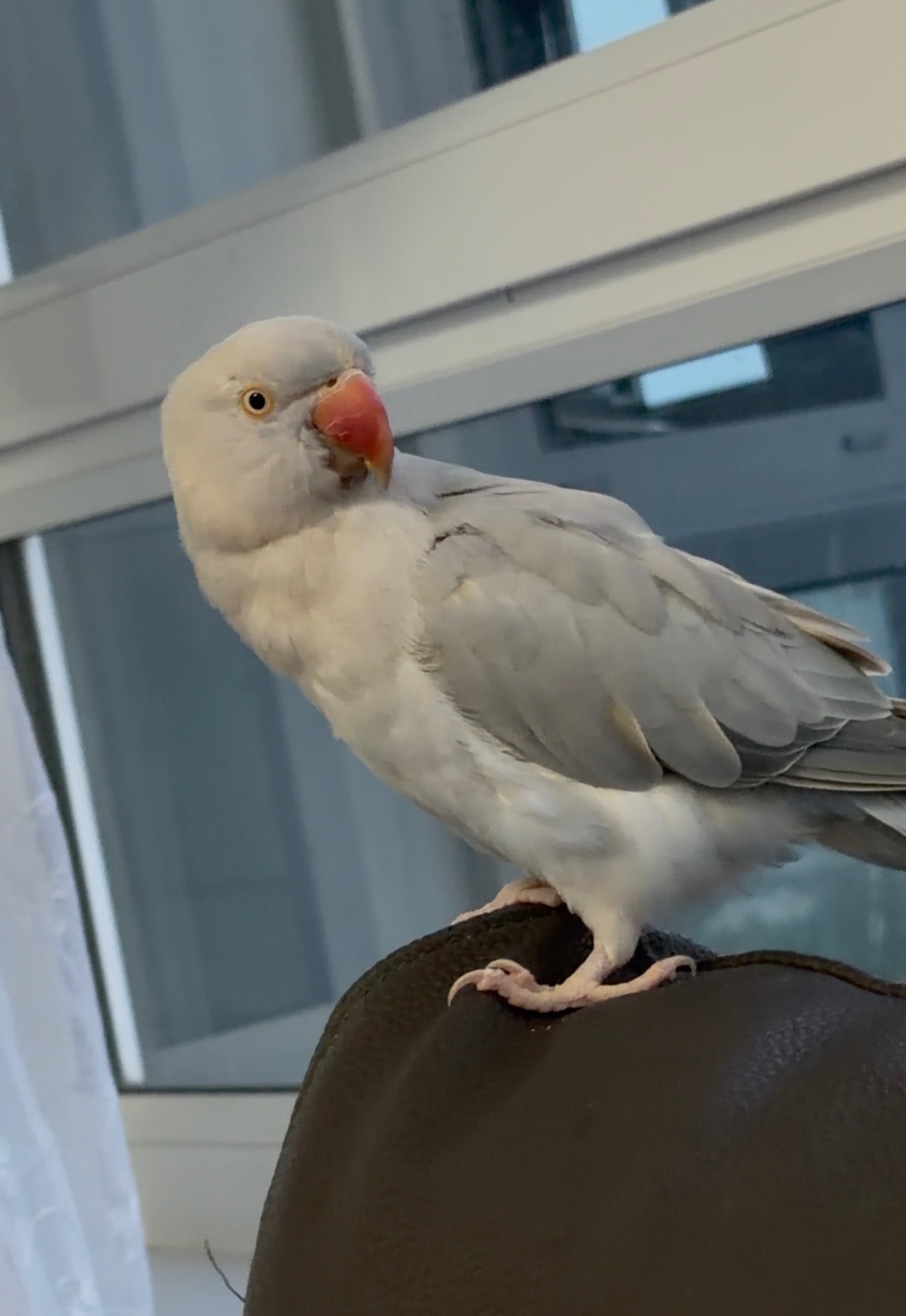 Other Parrots