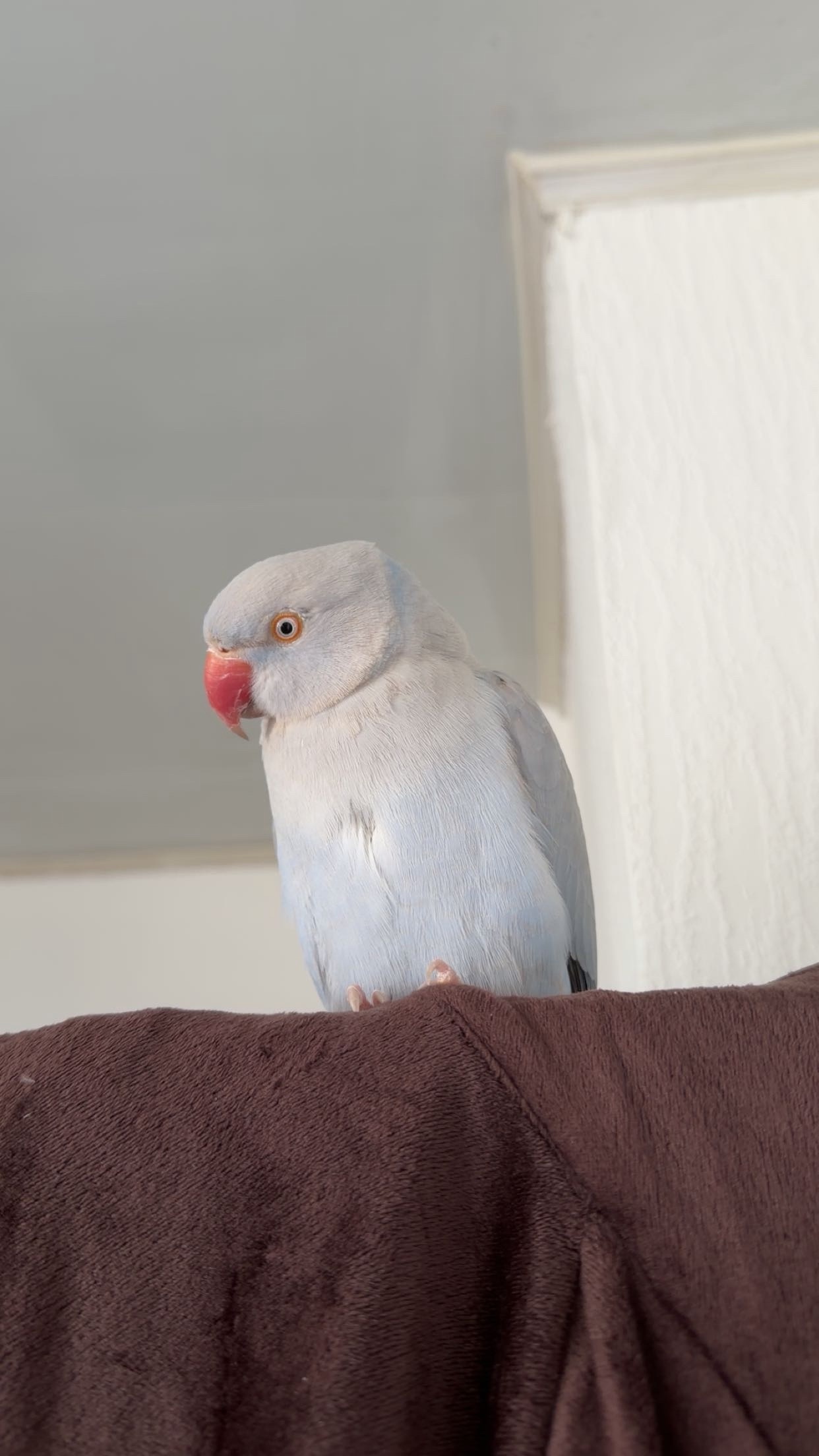 Other Parrots - {TYPE}