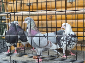 Birmingham rollers for sale. Cocks and hens. Different age ranges. 