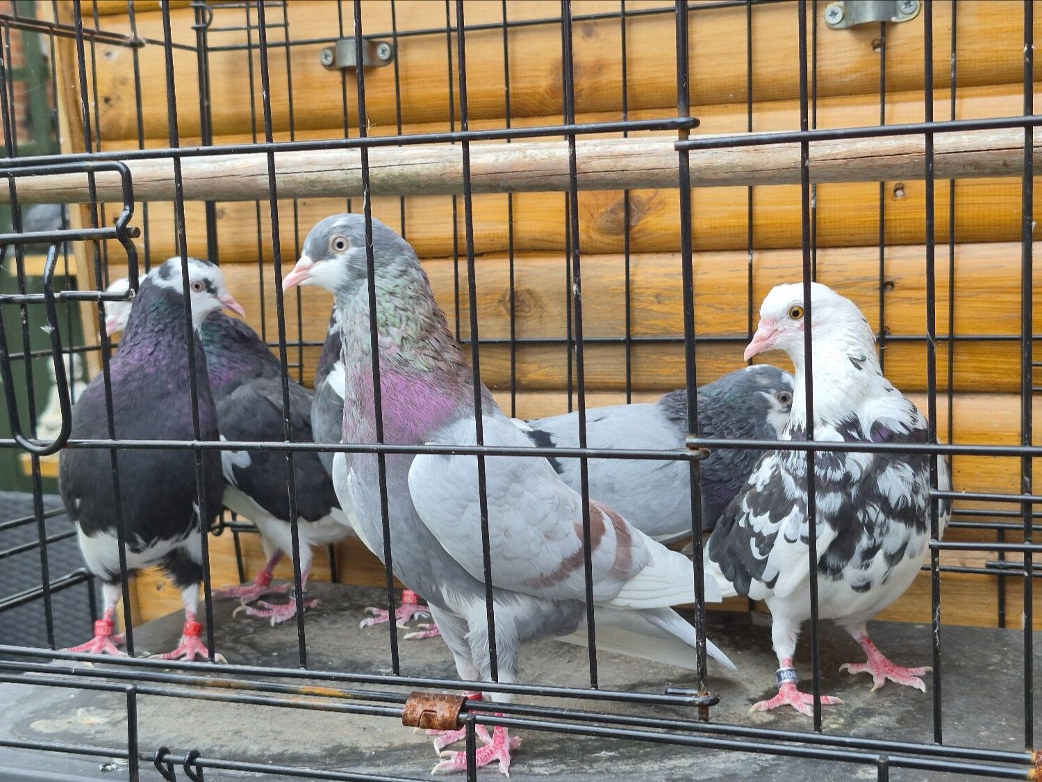 Birmingham rollers for sale. Cocks and hens. Different age ranges.  in {LOCATION}