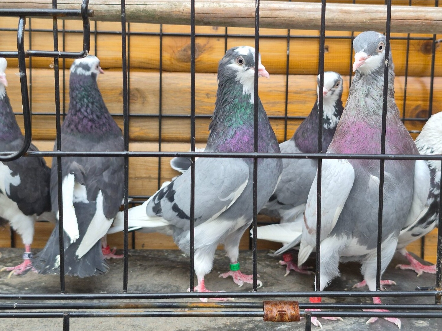 Pigeons - {TYPE}