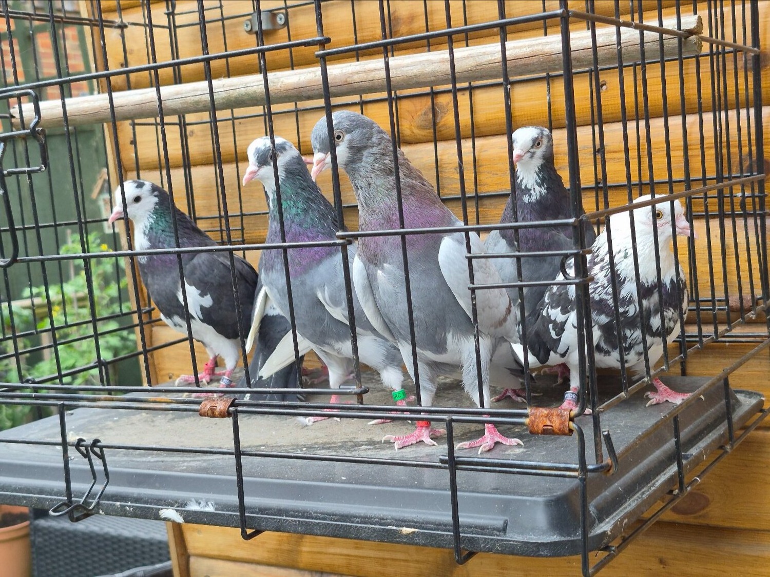 Pigeons - Birmingham rollers for sale. Cocks and hens. Different age ranges. 