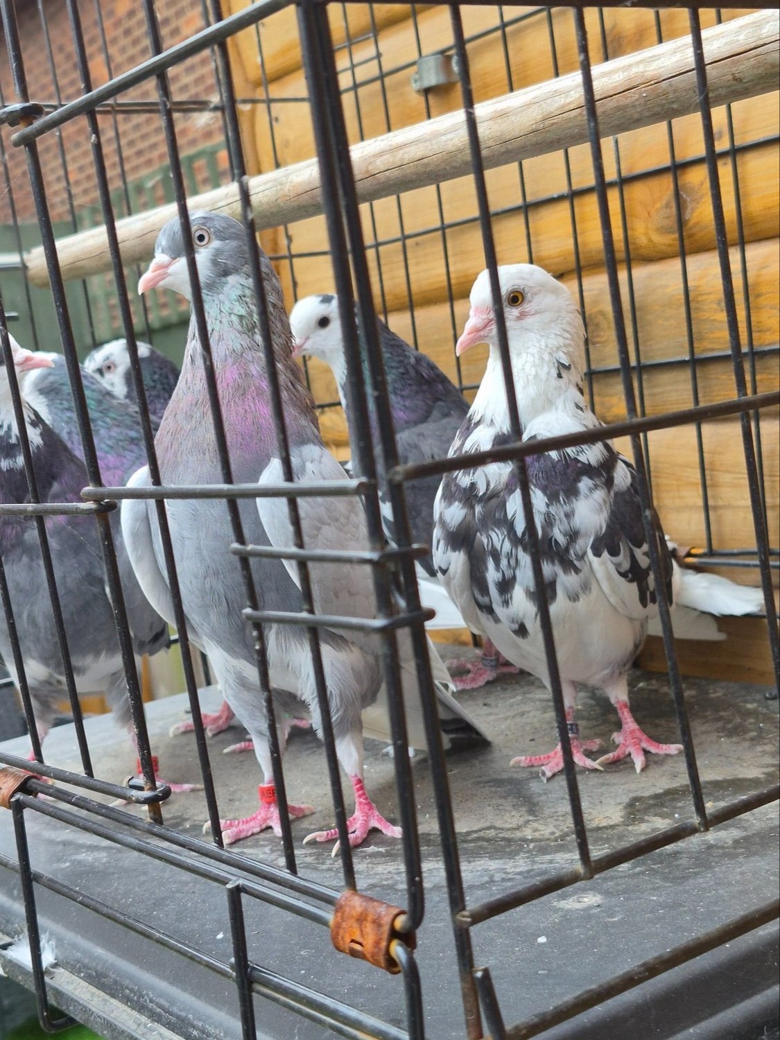 Pigeons