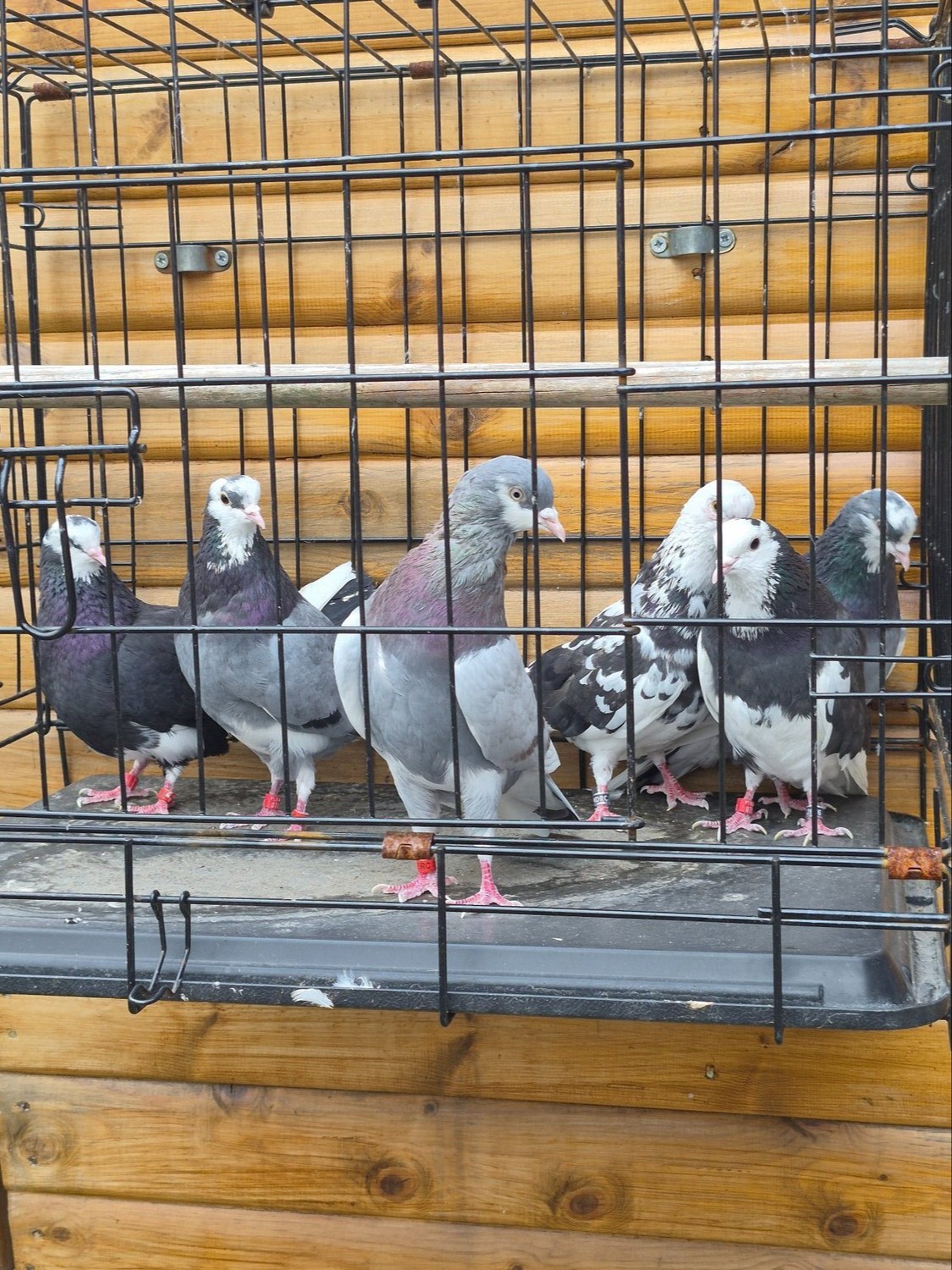 Birmingham rollers for sale. Cocks and hens. Different age ranges.  - Pigeons