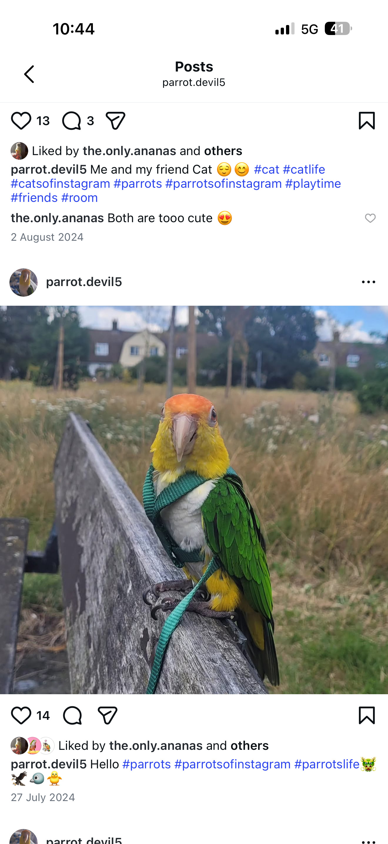 Beautiful Caique Parrot for Sale – Includes Cage in {LOCATION}