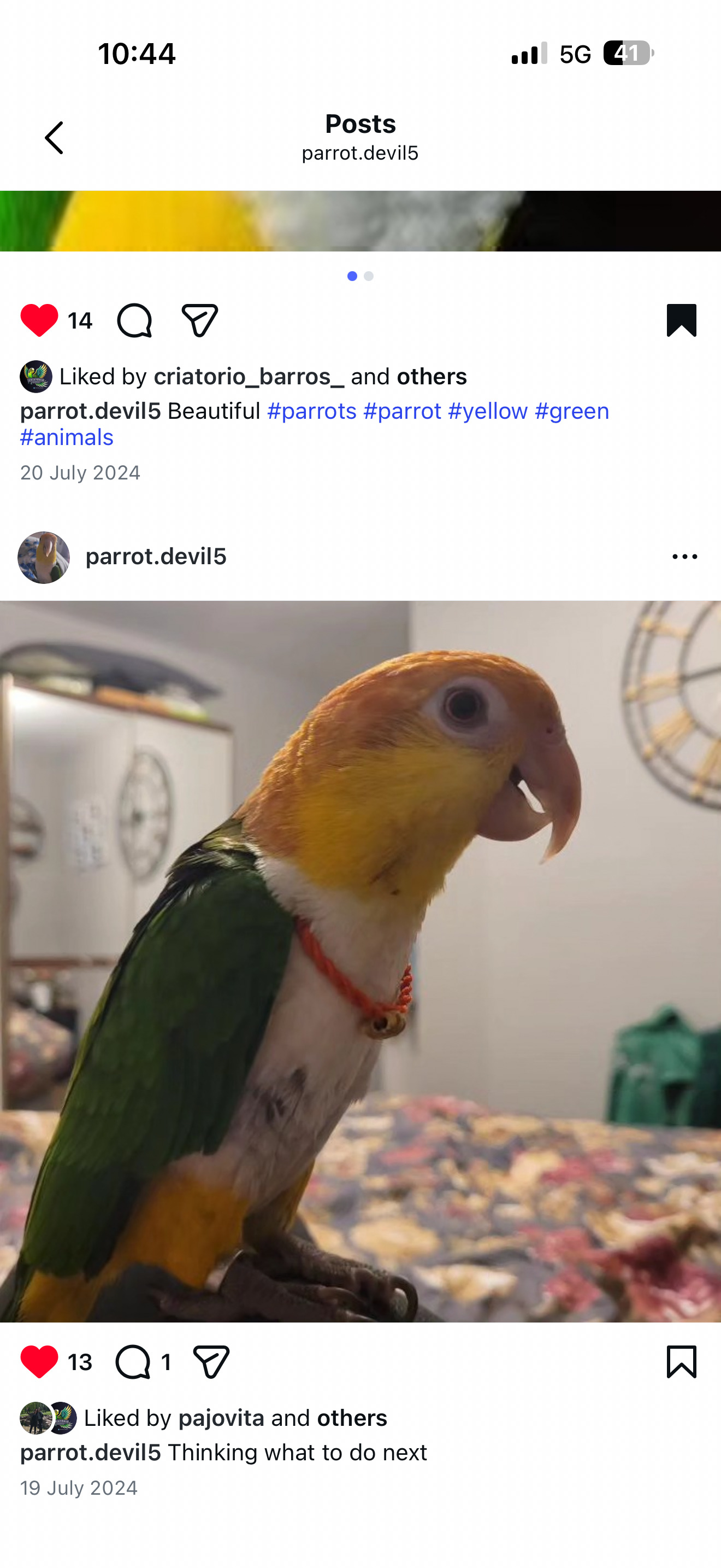 Other Parrots