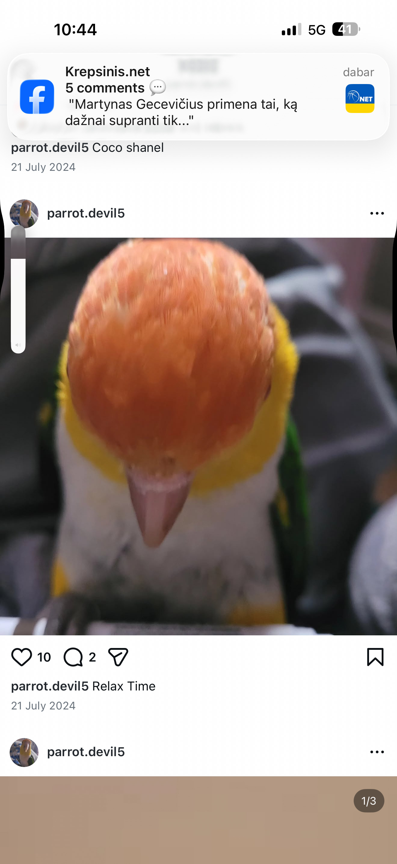 Other Parrots - {TYPE}