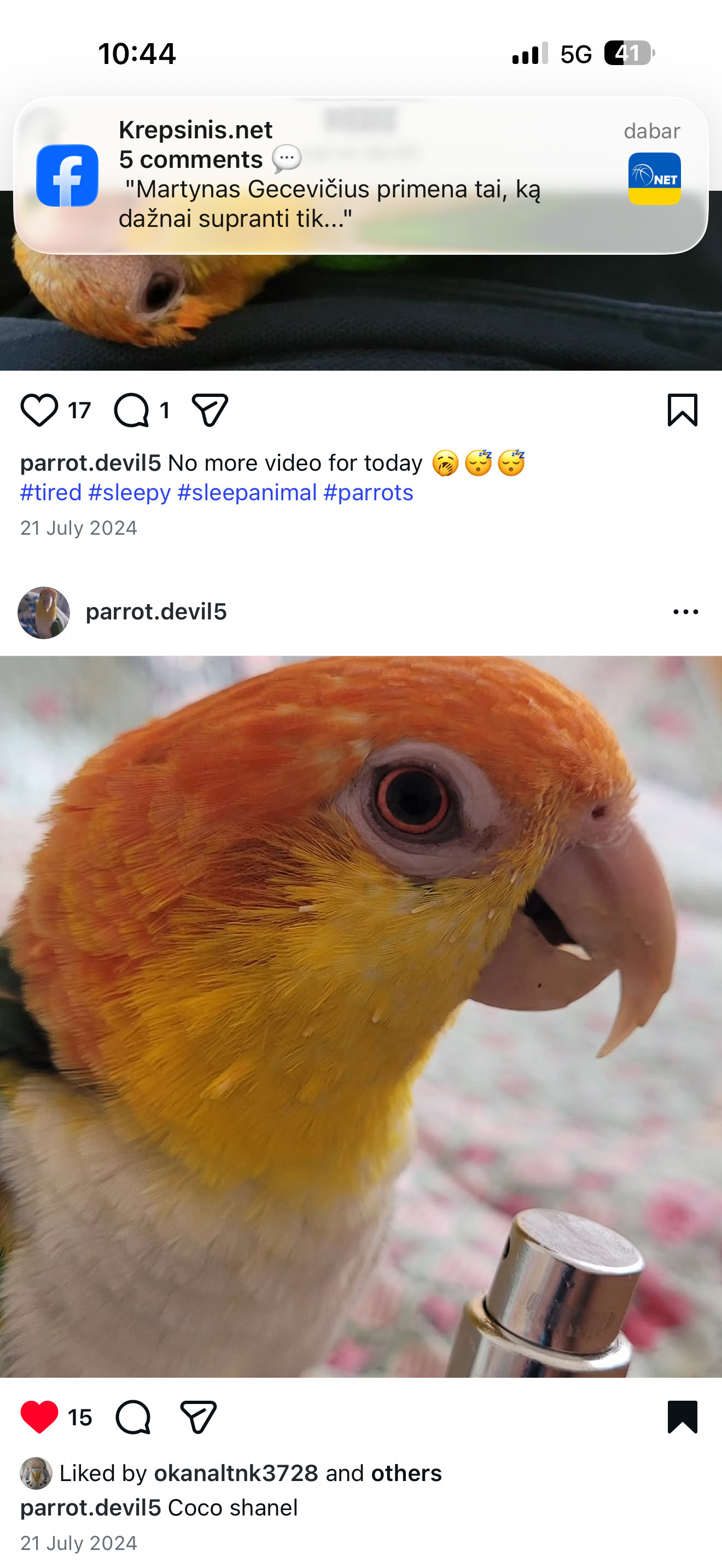 Other Parrots - Beautiful Caique Parrot for Sale – Includes Cage