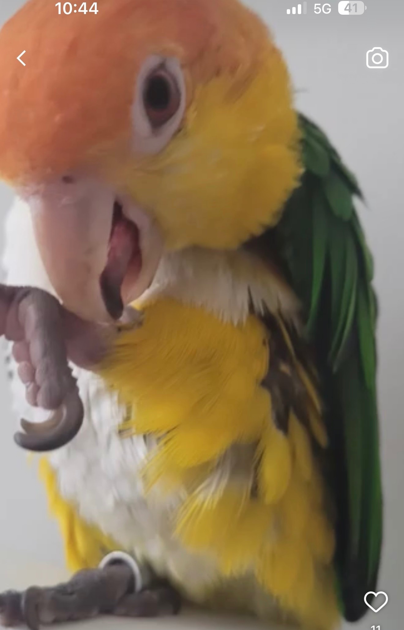 Beautiful Caique Parrot for Sale – Includes Cage - Other Parrots
