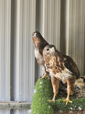 Breeding Pair of Common buzzards