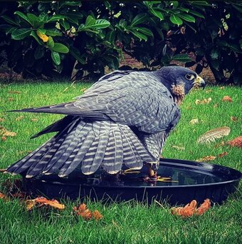 2026 female peregrine wanted