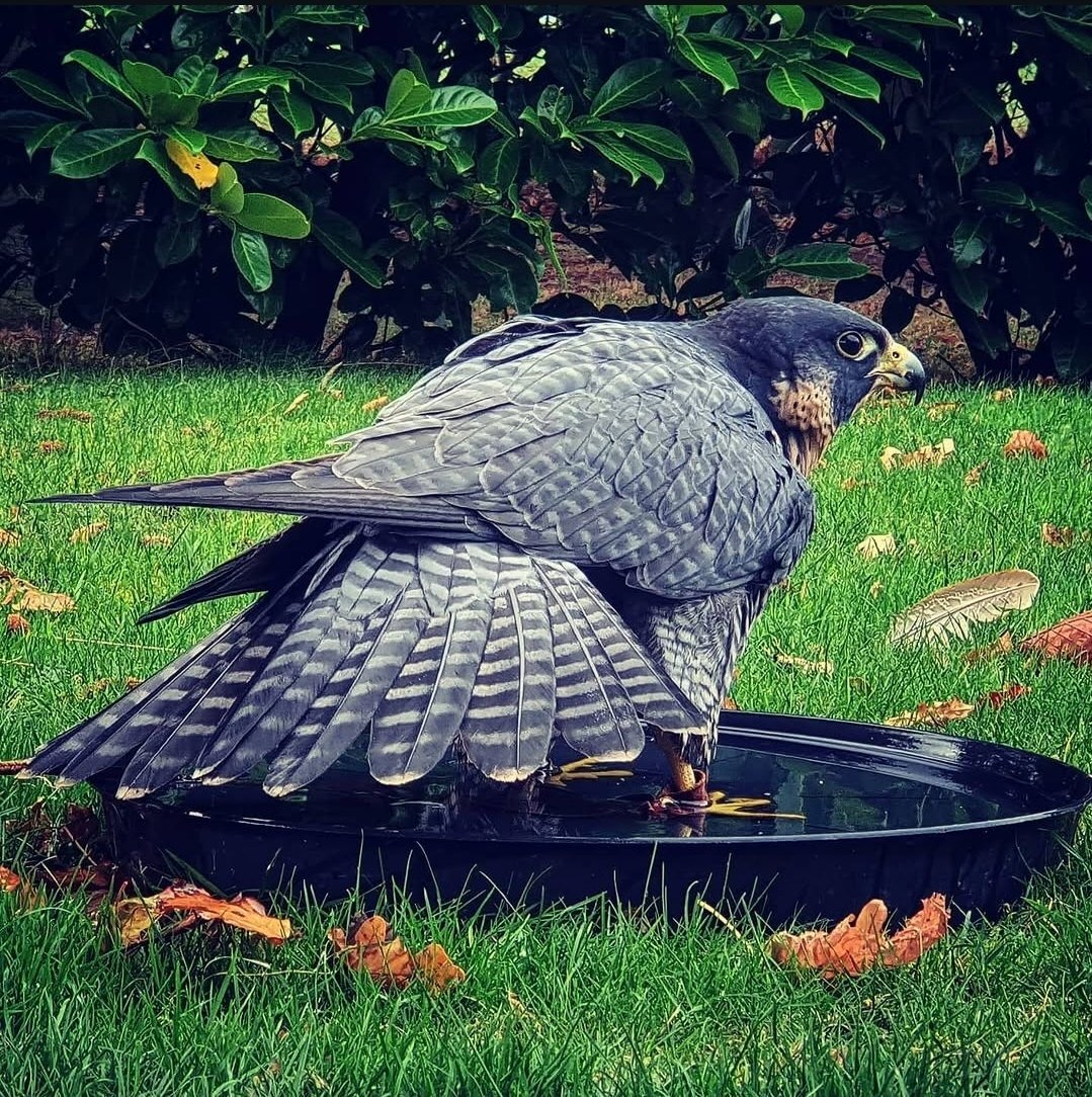 2026 female peregrine wanted in {LOCATION}