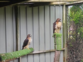 Breeding pair of Redtails