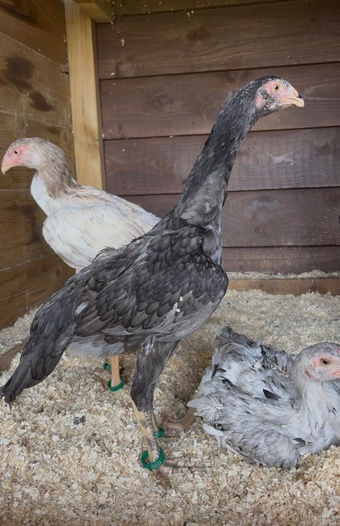 2x Blue O shamo pullets 