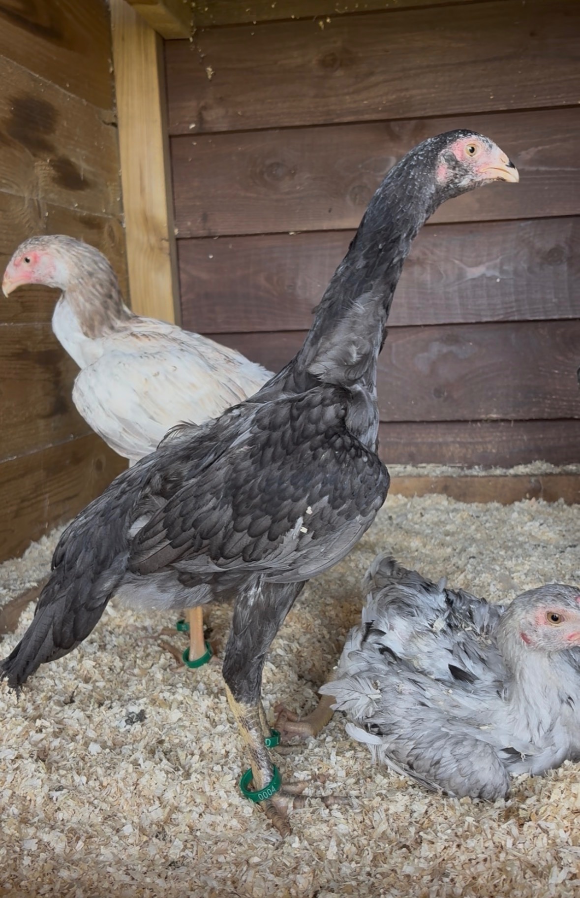 2x Blue O shamo pullets  in {LOCATION}