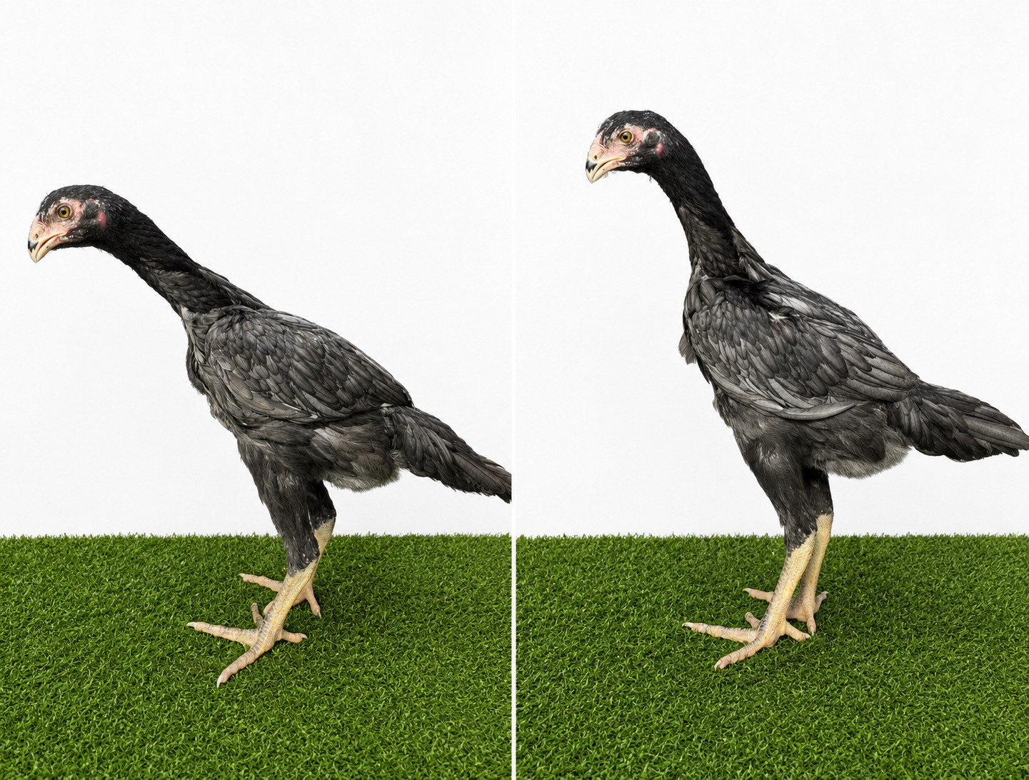Chickens