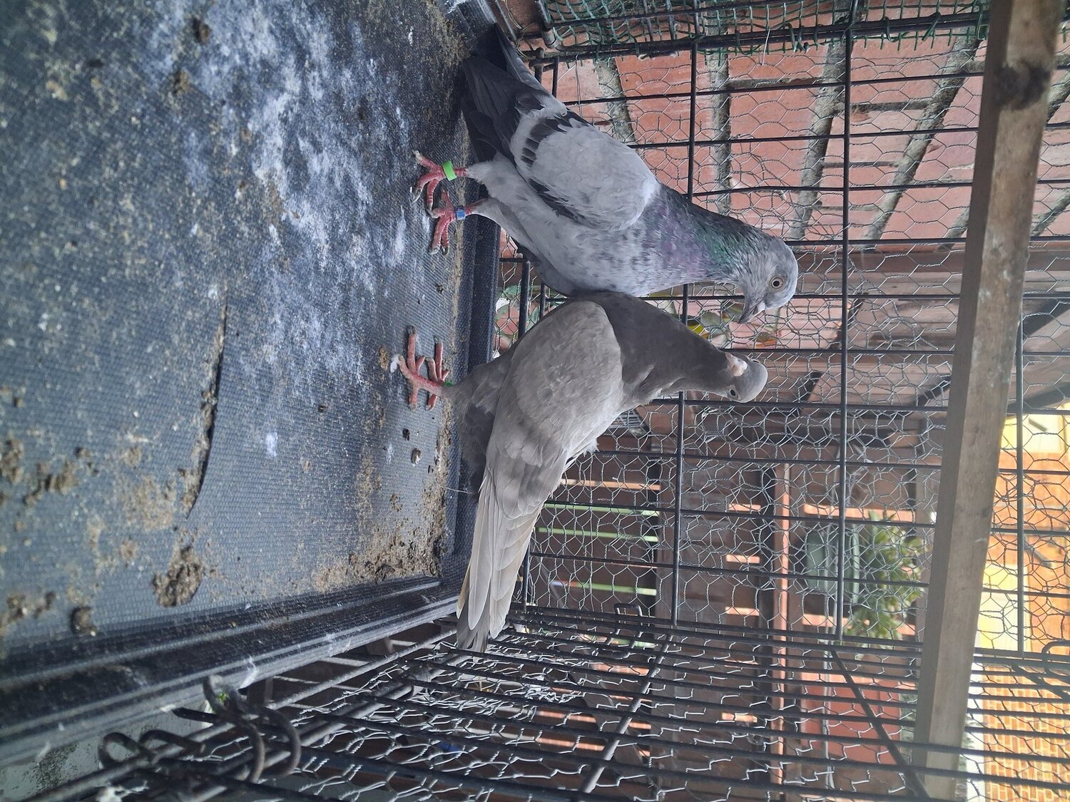 Pigeons