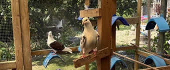 Iranian Poshti pigeons for sale 