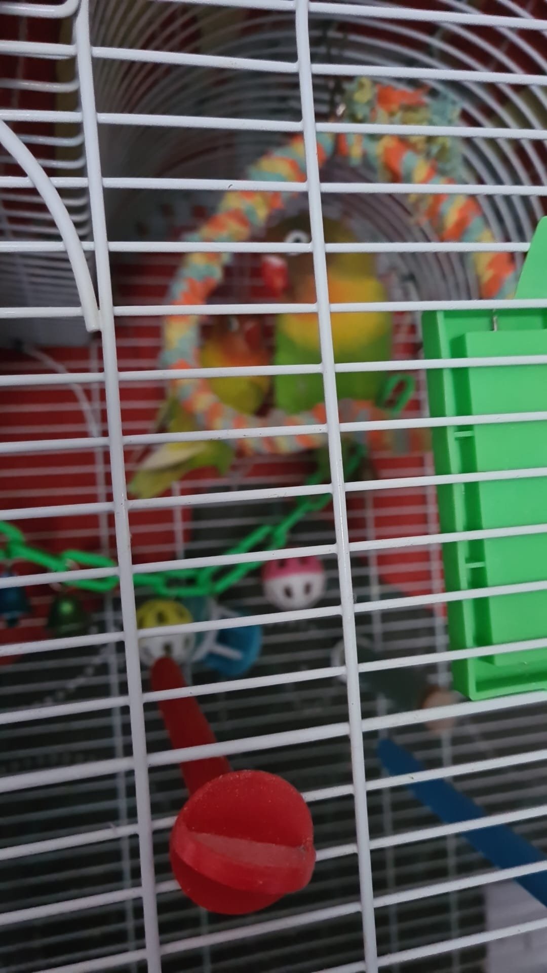 2 lovebirds for sale in {LOCATION}