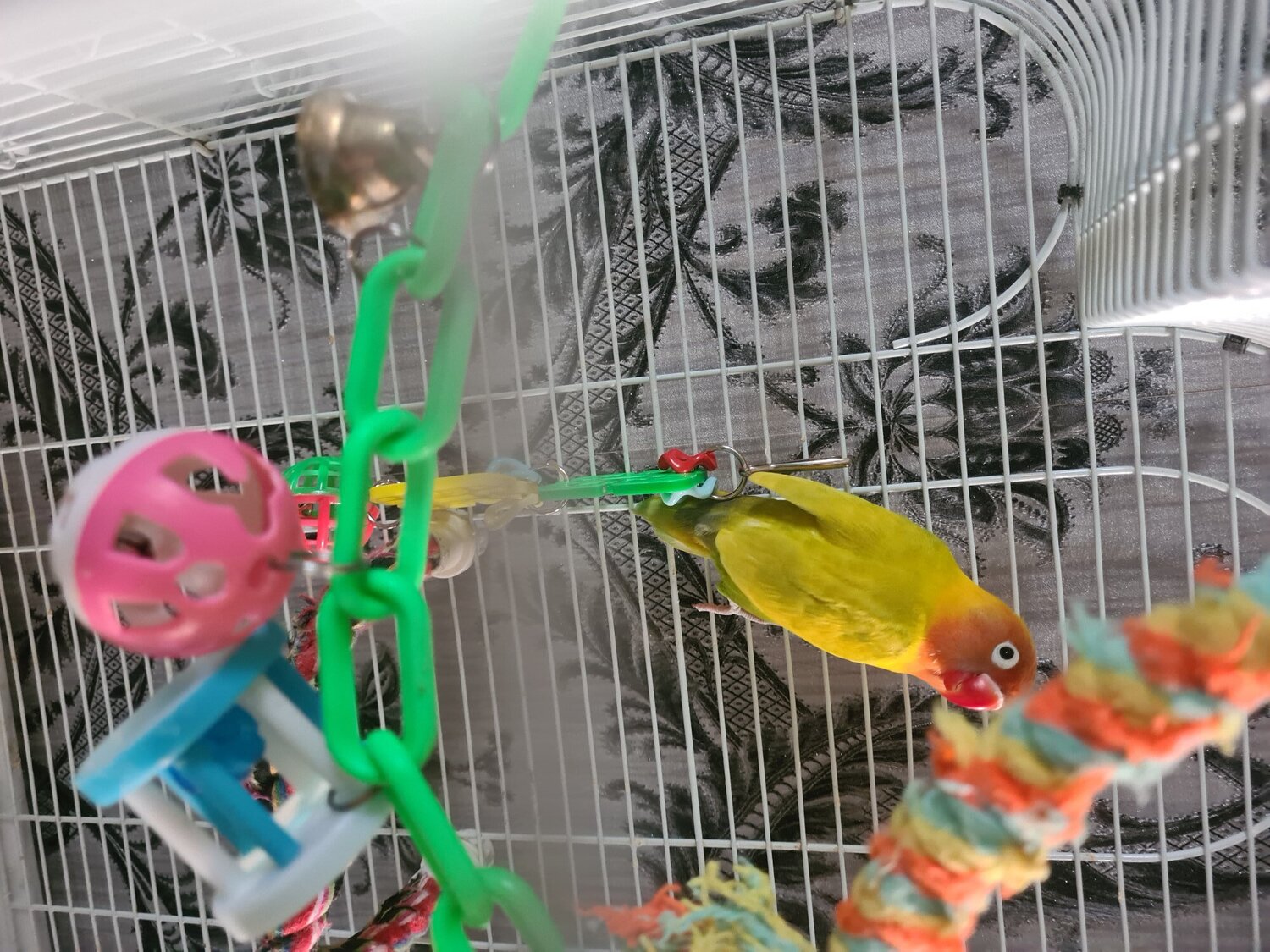 Lovebirds