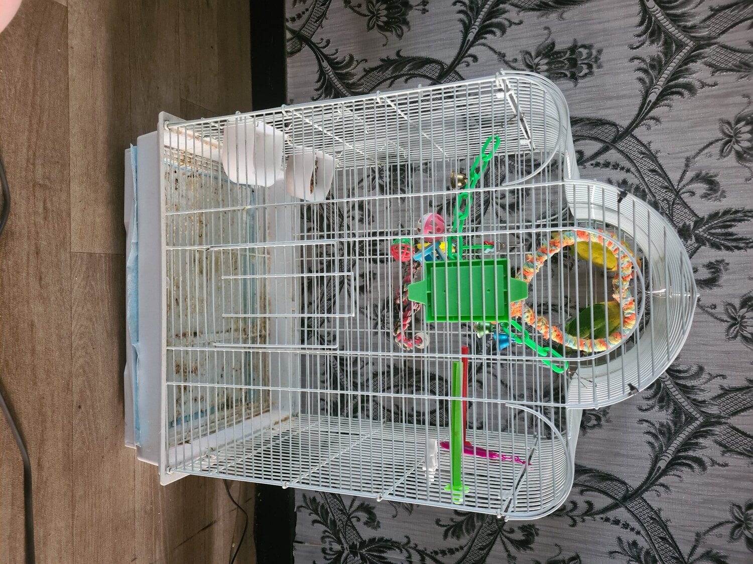 Lovebirds - 2 lovebirds for sale