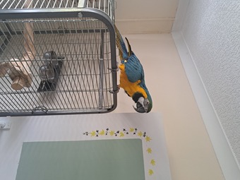 Mccaw male blue and gold 