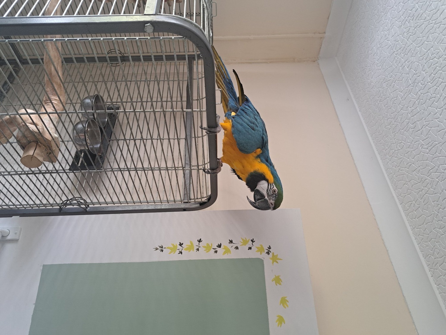 Mccaw male blue and gold  in {LOCATION}