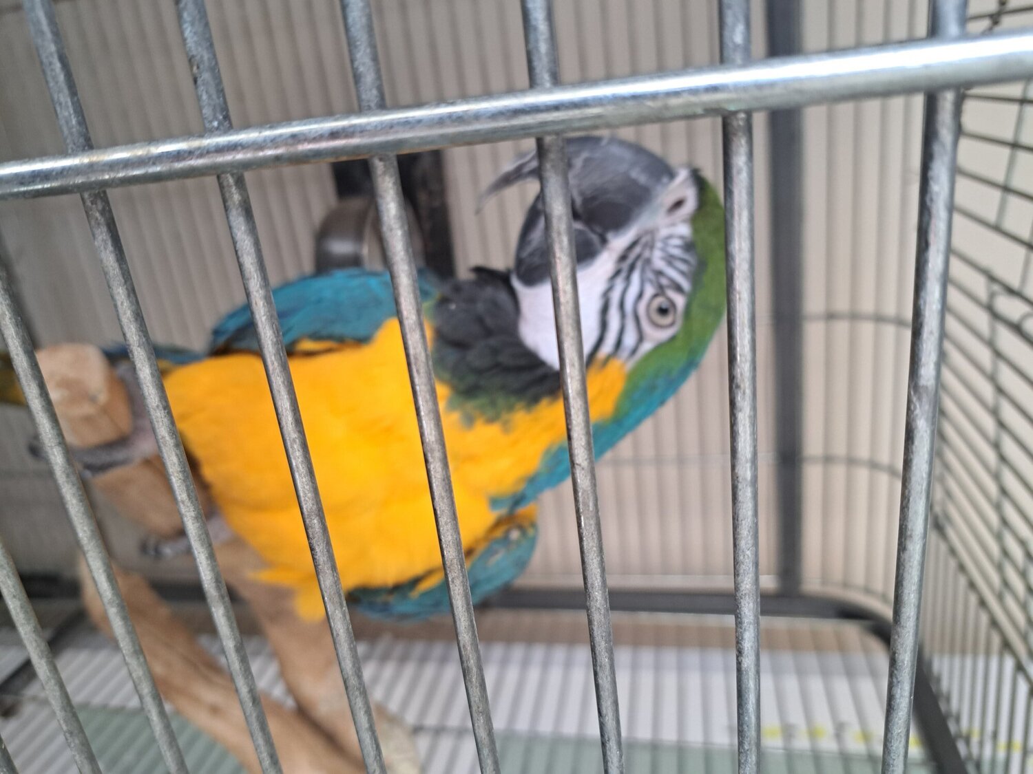 Macaws
