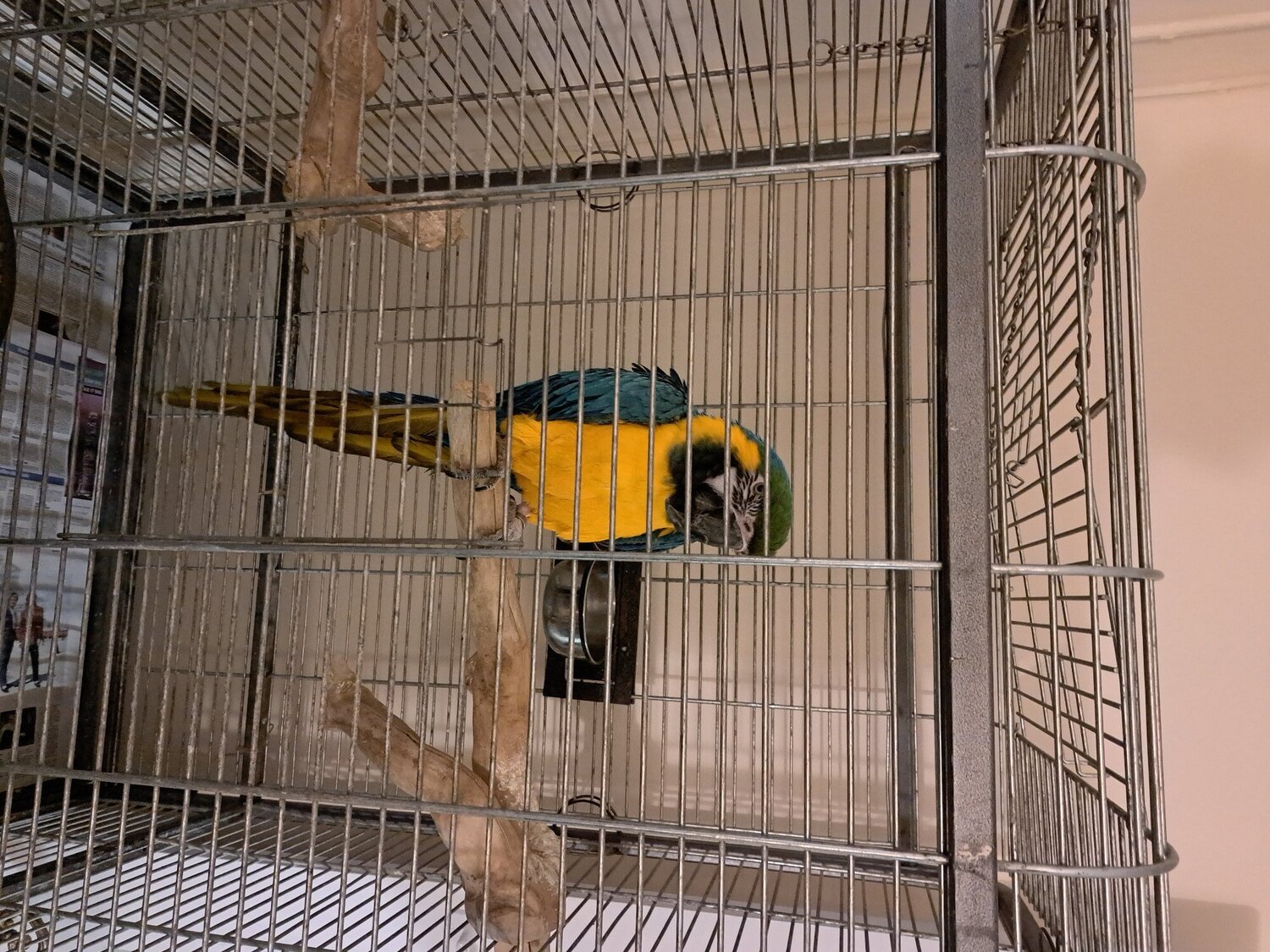 Macaws - {TYPE}