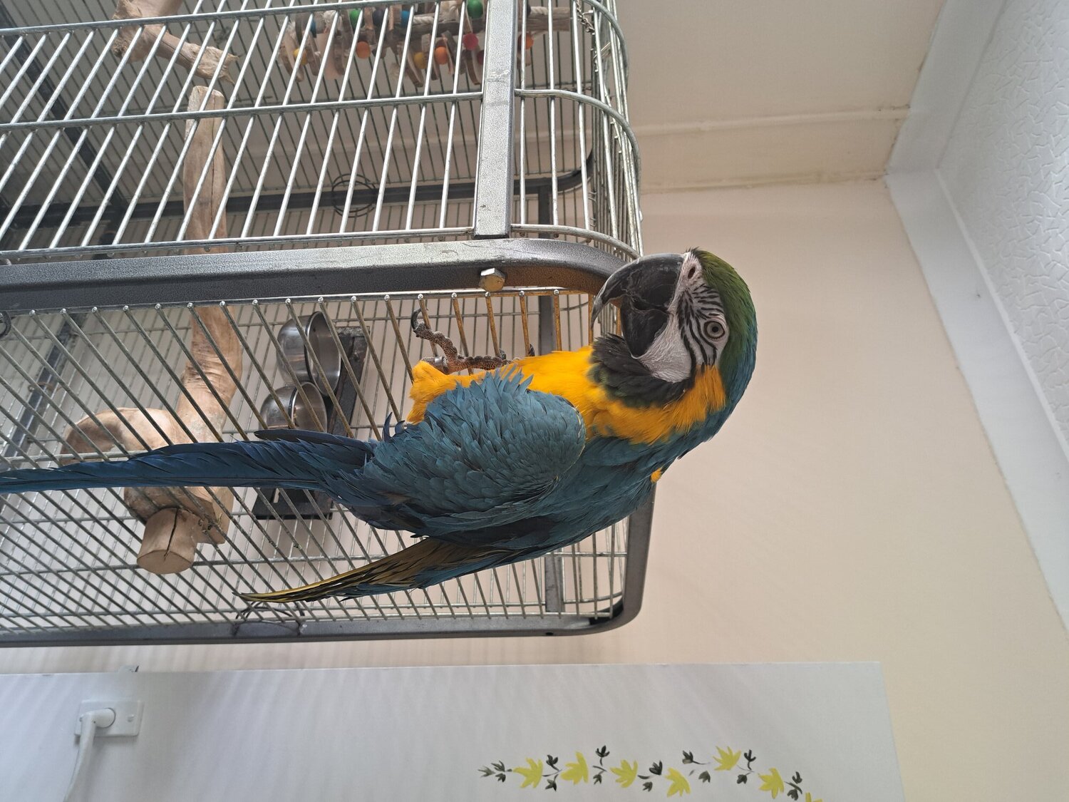 Macaws - Mccaw male blue and gold 