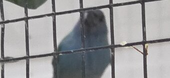 Forbes parrot finche lovely healthy birds 