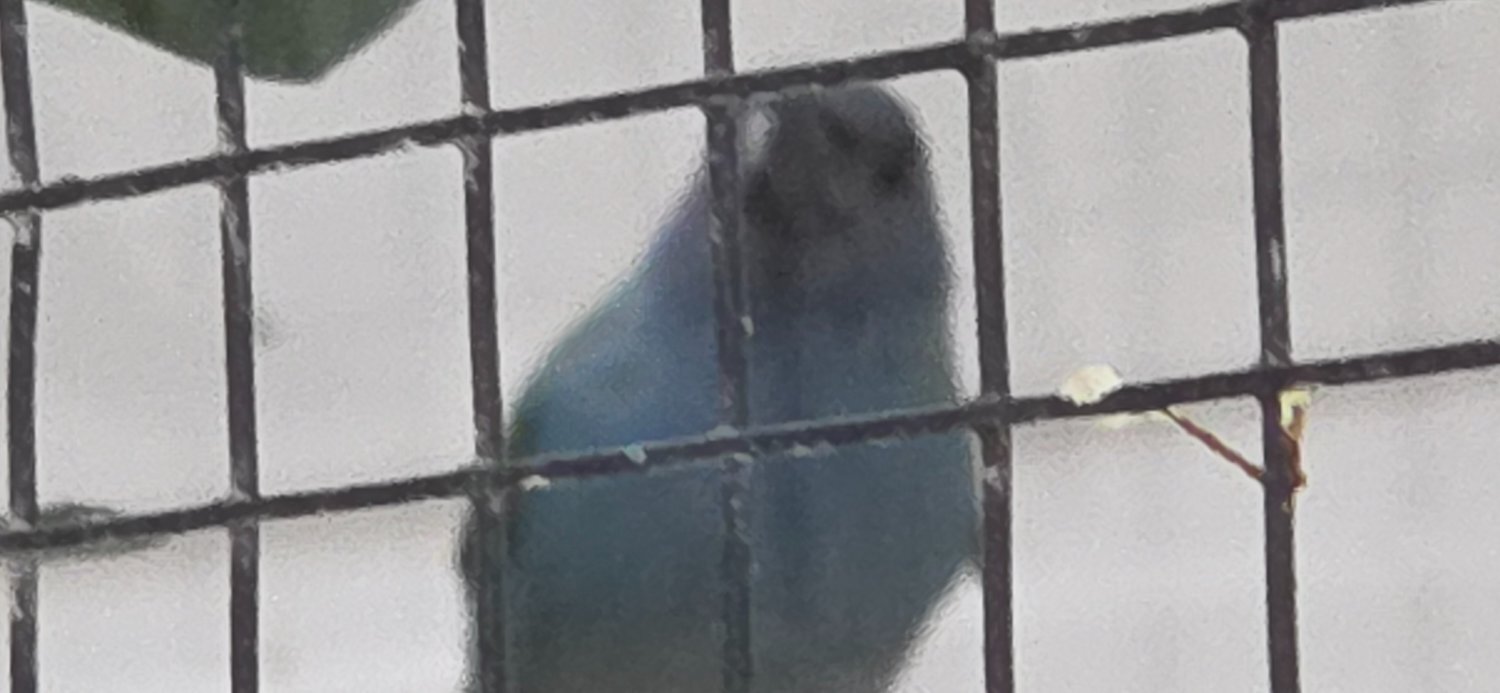 Forbes parrot finche lovely healthy birds  in {LOCATION}