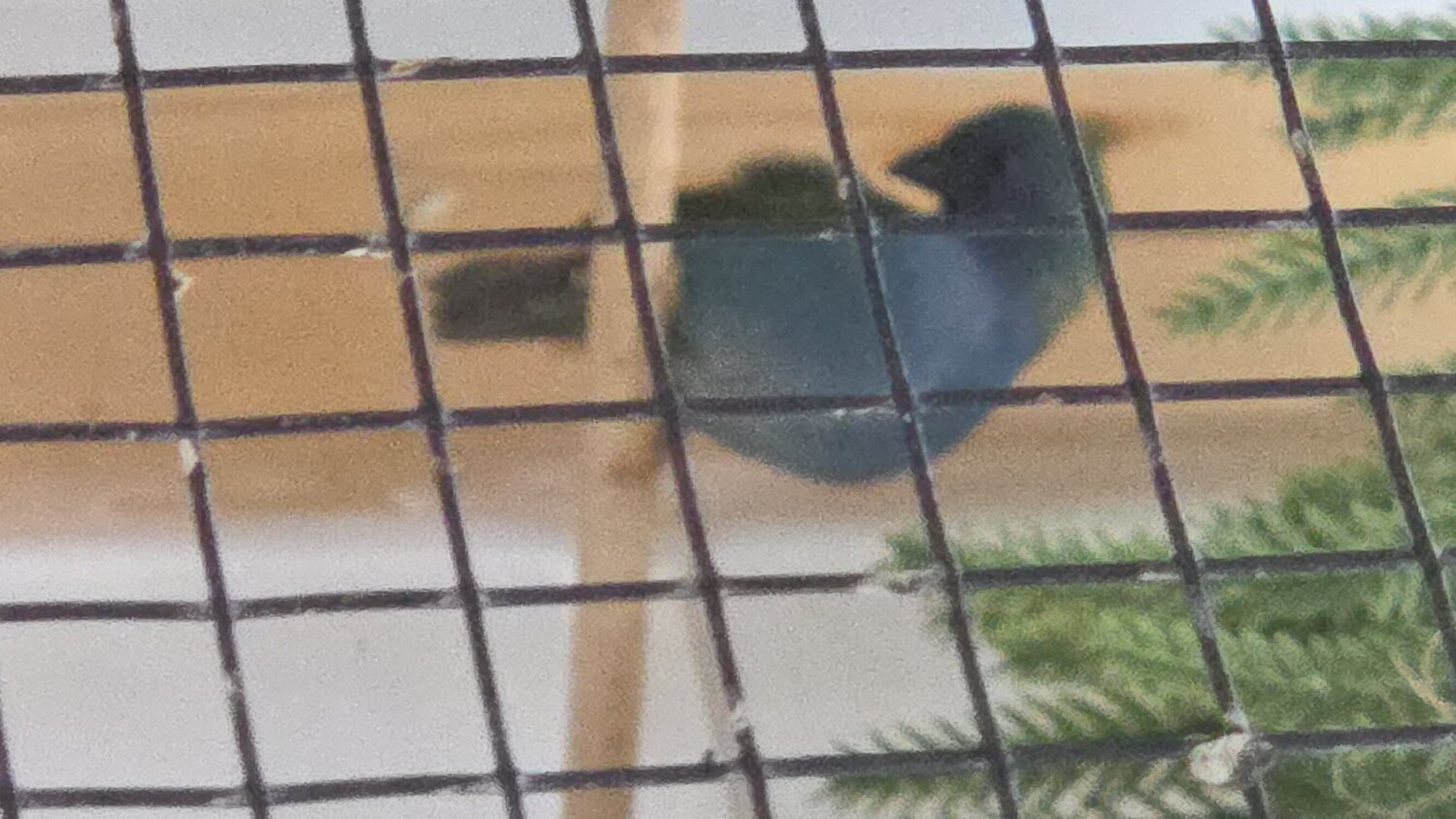 Finches