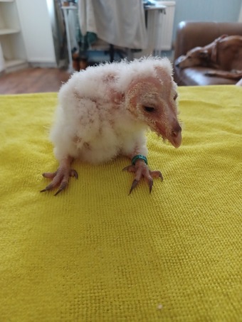 Imprinted barn owletts