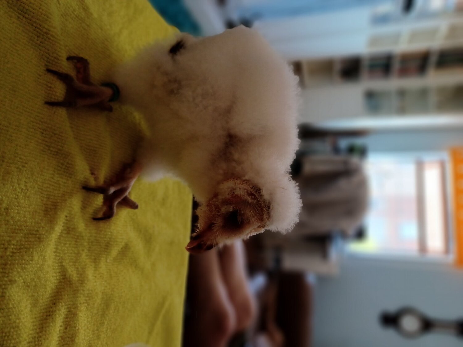 Owls - {TYPE}