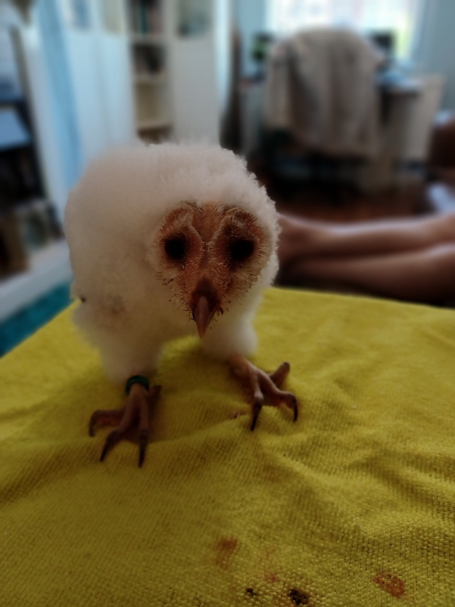 Owls - Imprinted barn owletts