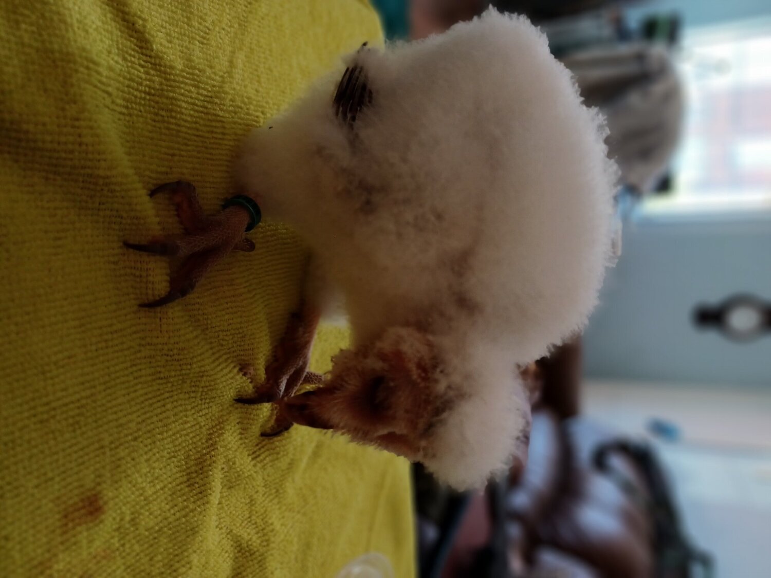 Imprinted barn owletts - Owls
