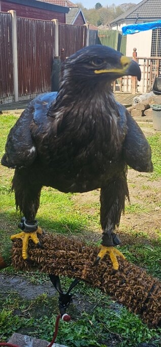 Male Steppe Eagle, 6 years old
