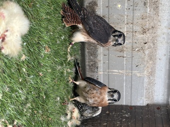 2026 unrelated pair of American kestrels 