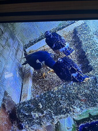 Peregrine  falcons  Males pr 