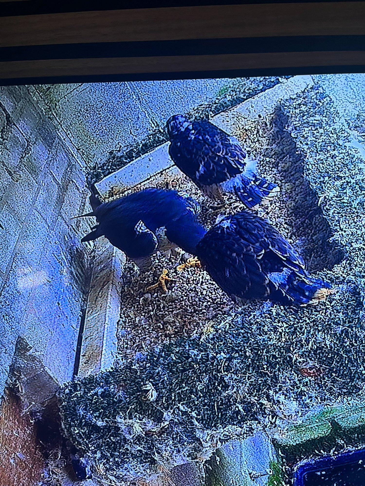 Peregrine  falcons  Males pr  in {LOCATION}