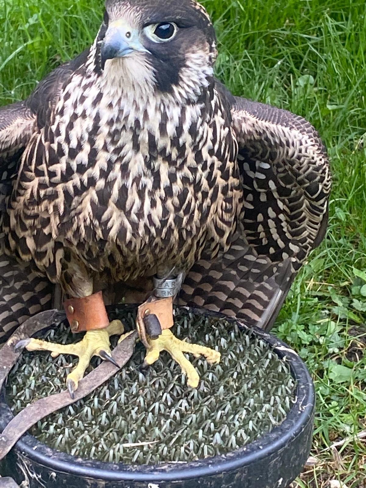Falcons